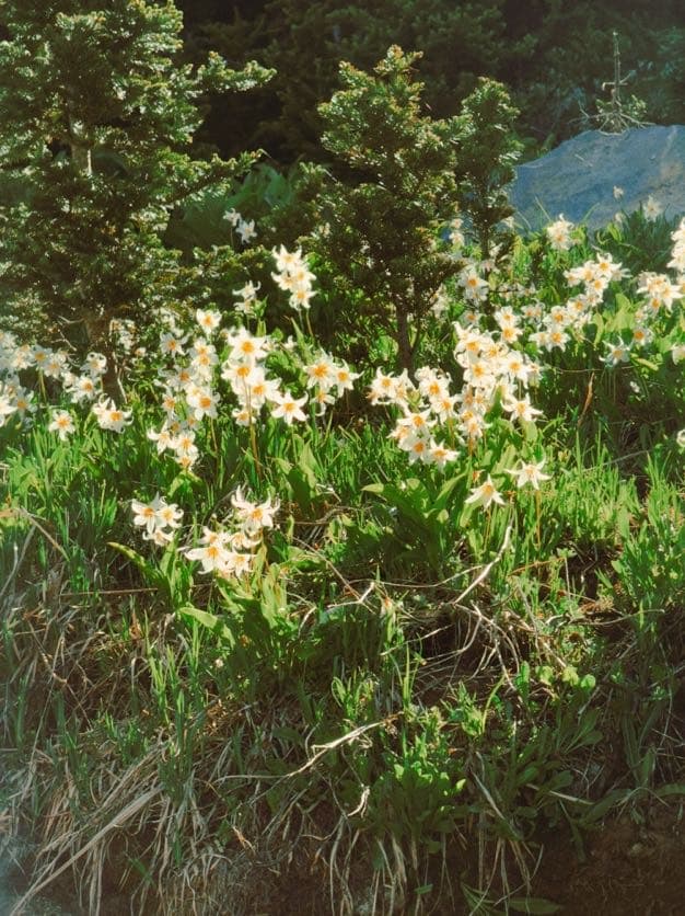Mount Rainier hiking photo 4