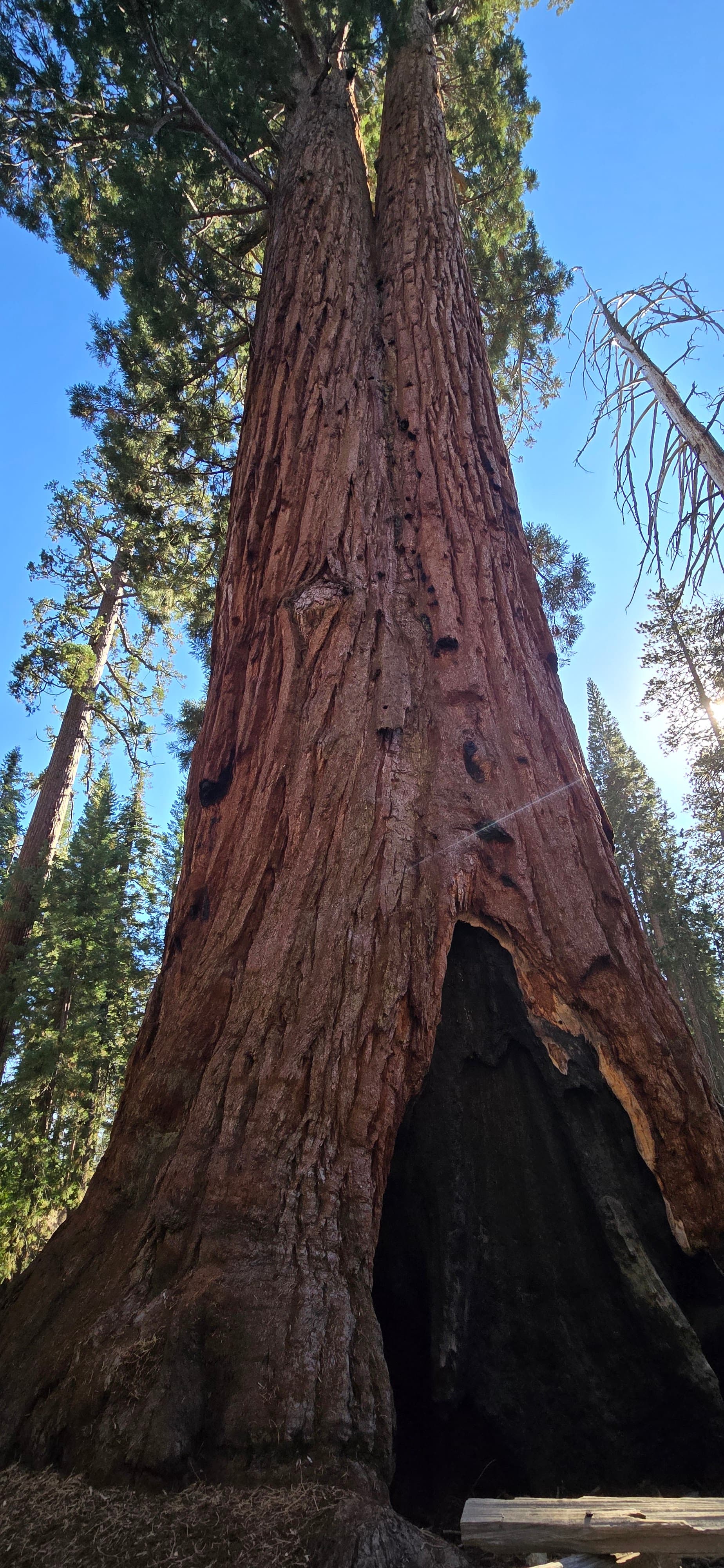 Giant sequoia looking upward