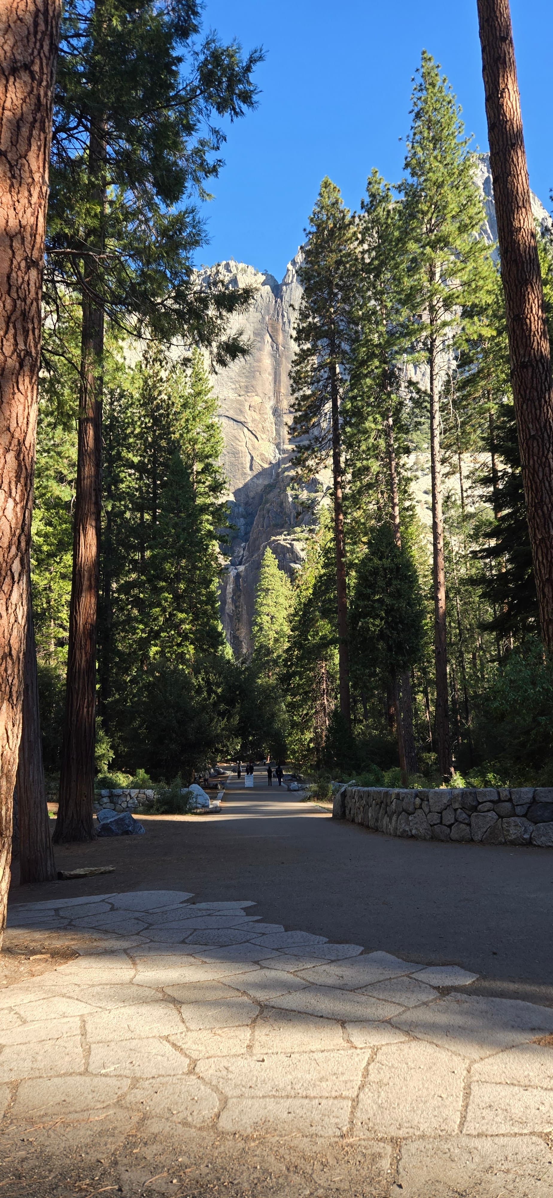 Forest trail in Yosemite Valley